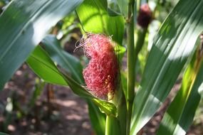 hairy ears on a stalk on a farm field