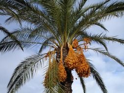 exotic fruit of the date palm
