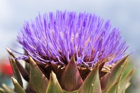 artichoke flower in Italy