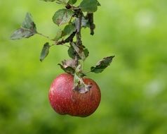 tasty red apple on a branch