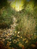 path in the autumn forest