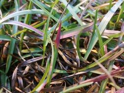 phosphorus deficient plant