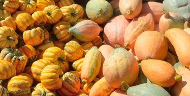 seasonal pumpkins on an agricultural field