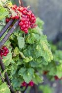 red currants with green leaves