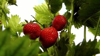 ripening strawberries among leaves