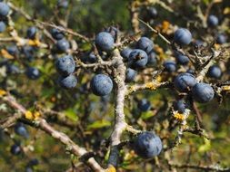 blue a blackthorn berries