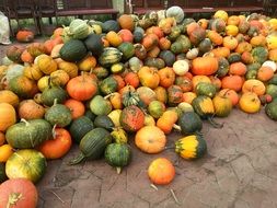 pumpkin september harvest