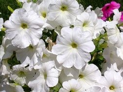white petunia flowers