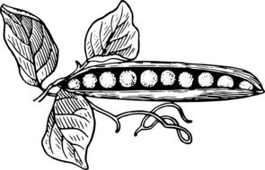 Clipart of peas botany plant