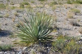 Green cactus yucca in desert