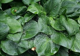 water drops and cobwebs on a swamp plant