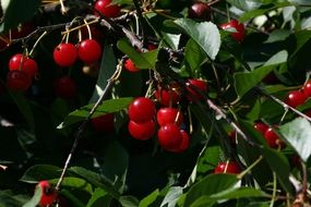 ripe cherries on tree branches