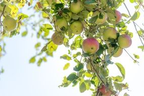 Apples on the branch with the sky view