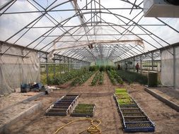 agriculture-gardening-vegetables in tunnel greenhousr