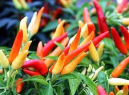 pepper cultivation