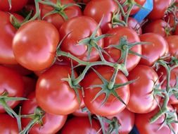 Red healthy organic tomatoes close-up