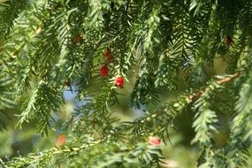 conifer with red berries