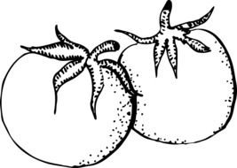 drawing of two black and white tomatoes