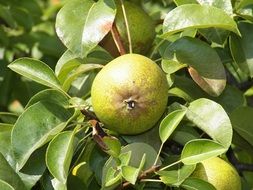 green pear on a lush tree