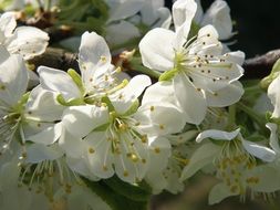 yellow stamens on an apple tree flower