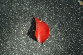 red autumn leaf on grey surface