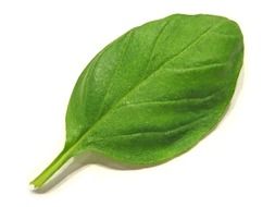 clipart of the green basil leaf