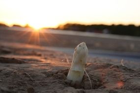 Asparagus plant on a sunset background