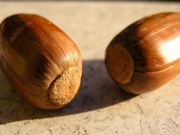 acorns brown fruit