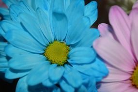multicolored daisies close up