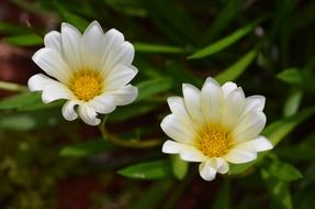 two daisy flowers