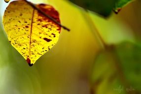 Leaves in the garden