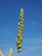 big green ear on a background of blue sky