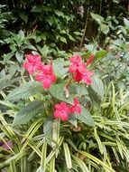 Beautiful red peradeniya flowers with green leaves