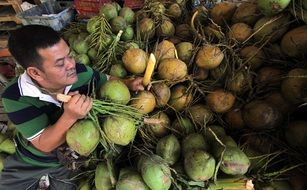 tropical coconut crop in Malaysia