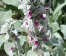 field plant with a soft stem