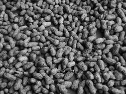 Black and white photo of peanuts