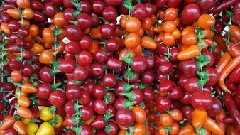 paprika hung on a rope