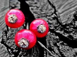 Red berries in autumn