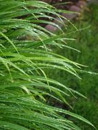 fresh green grass in dew drops