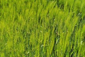 nourishing barley field