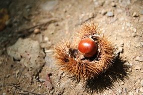 fruit on the floor at night