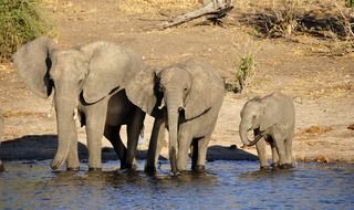 family of elephants at the water in botswana