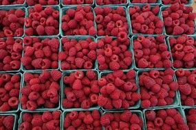 raspberries in small boxes
