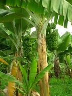 banana plantation close up