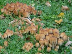 group mushroom coprinus