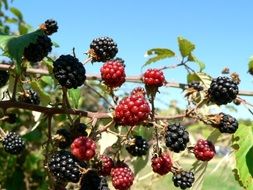 blackberry branches with fruits