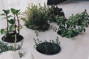 Natural organic plants
