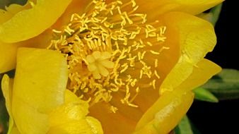 cactus flower inside