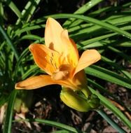 orange daylily flower