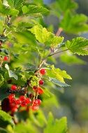 natural currant